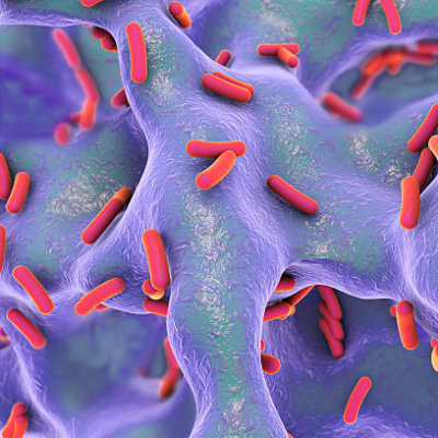 pseudomonas-bacteria-image